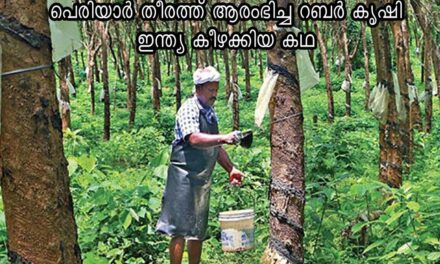പെരിയാര്‍ തീരത്ത് ആരംഭിച്ച റബര്‍ കൃഷി ഇന്ത്യ കീഴക്കിയ കഥ