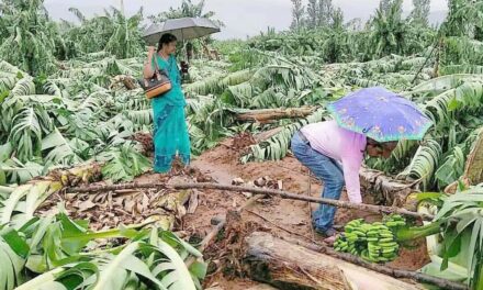 പ്രകൃതിക്ഷോഭങ്ങൾ അഭിമുഖീകരിക്കുന്നതിനും കീടരോഗബാധ നിയന്ത്രണത്തിനുമുള്ള അടിയന്തിര പരിപാടി